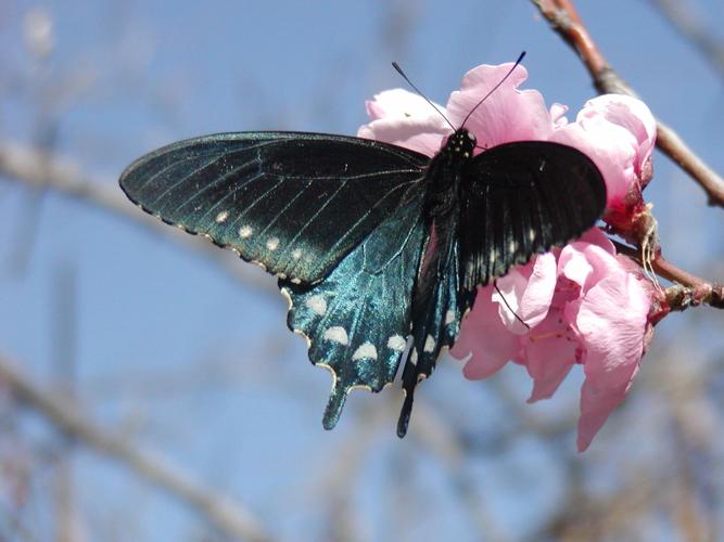 Katy Prudic and eButterfly