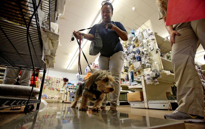 Animal Fair shot clinic