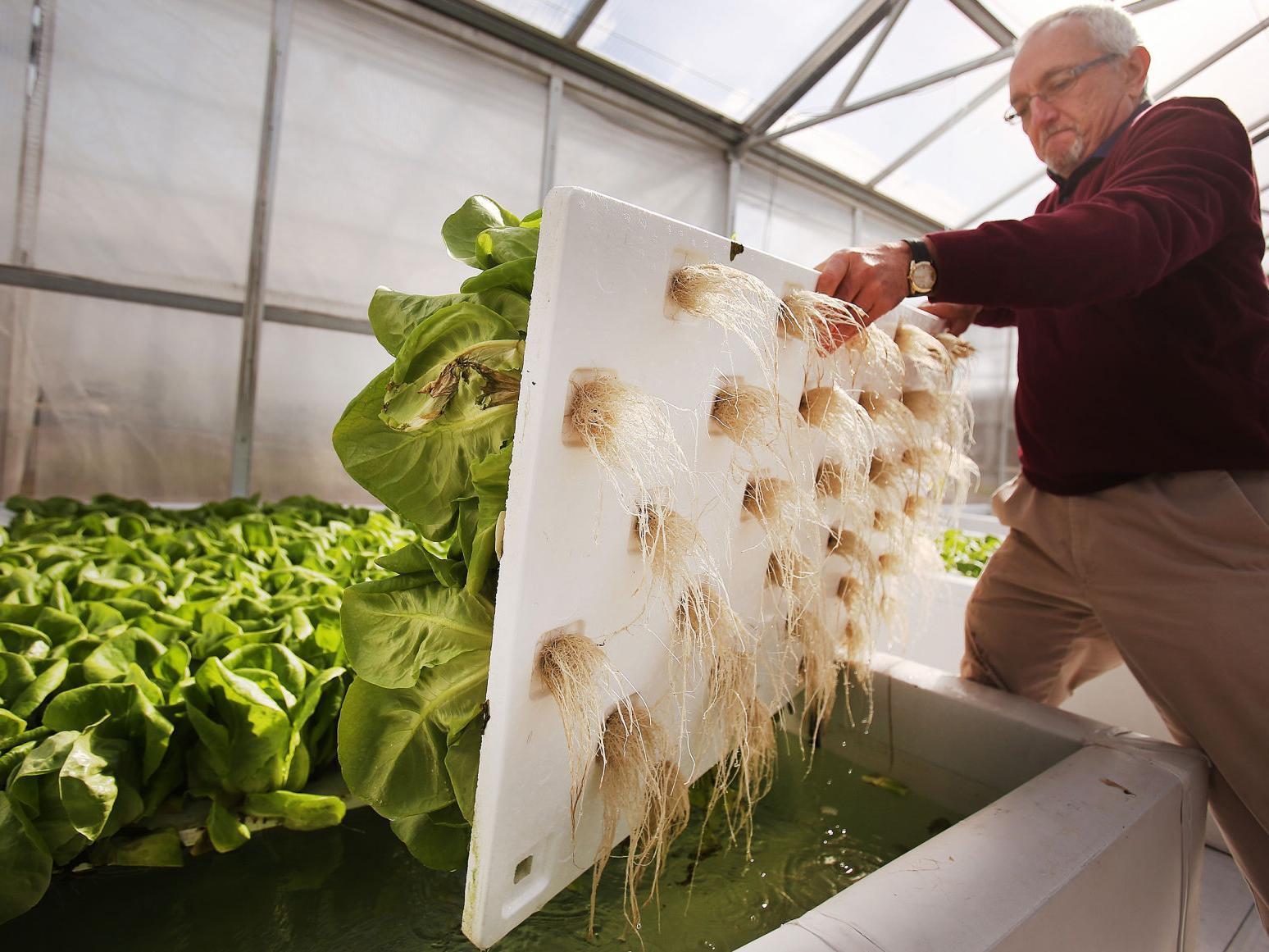 University Of Arizona Grad Grows 10 Million Heads Of Lettuce
