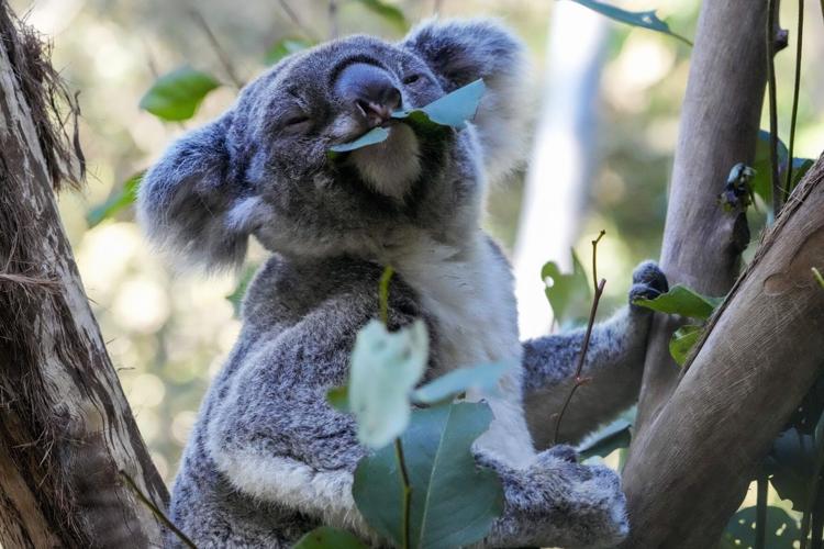 Koala Chlamydia Vaccinations
