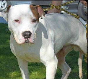 Adopt A Friend: Toby