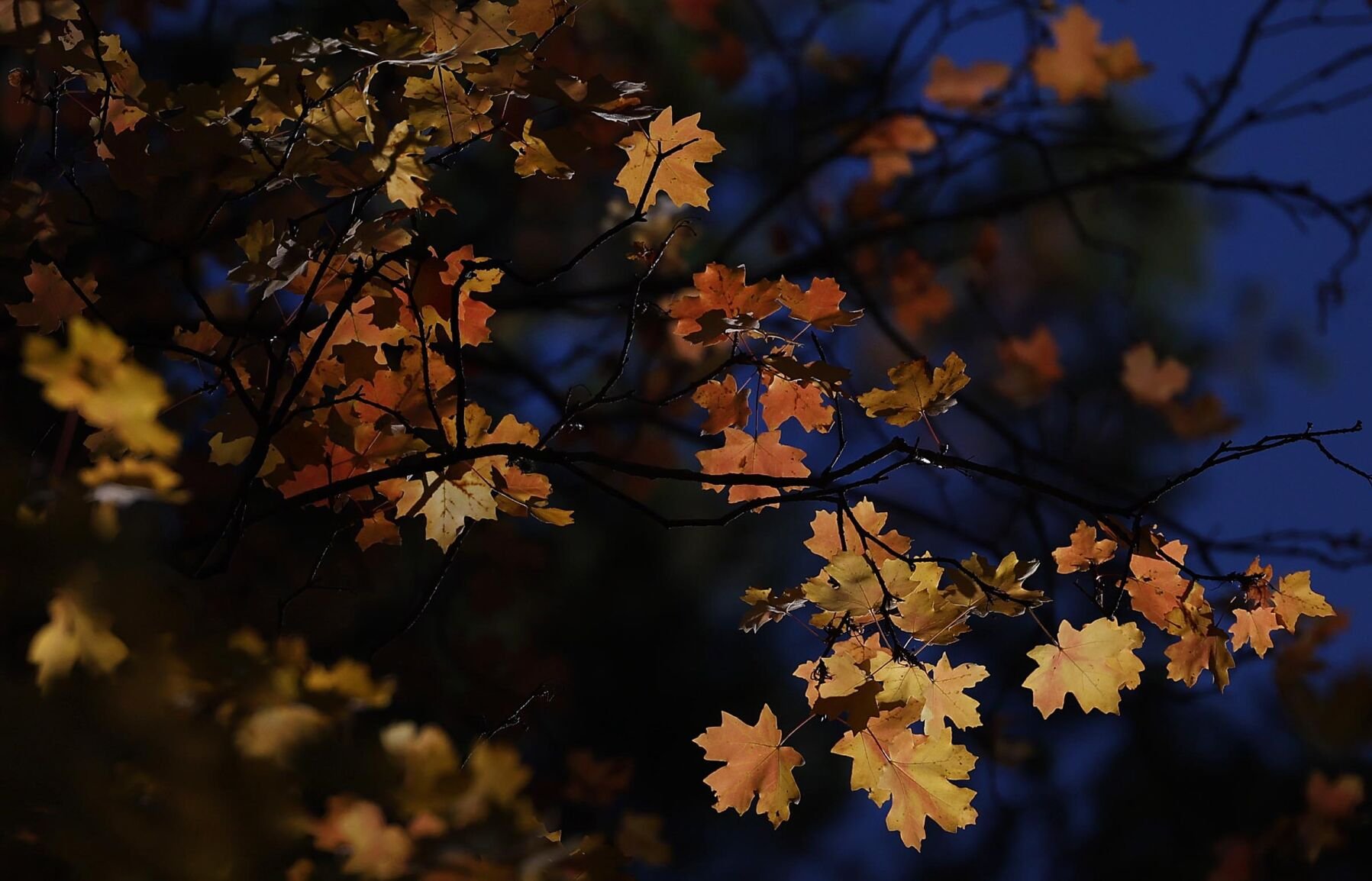 Fall colors on Mt. Lemmon (copy)
