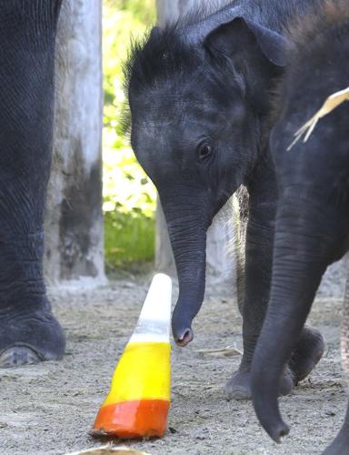 Candy corn elephant treat