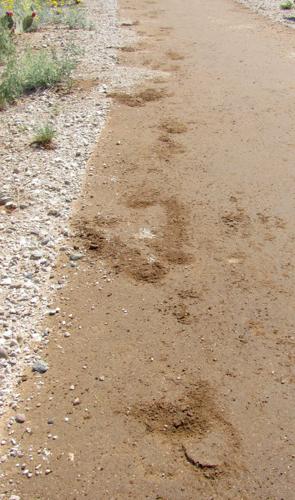 Horse damage to trail
