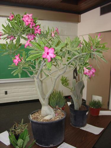 With autumn here soon, it's time for fall planting