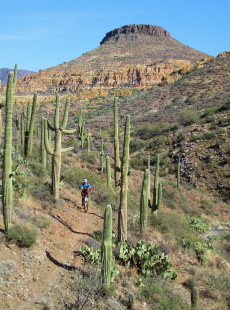 Mountain biker on Arizona Trail