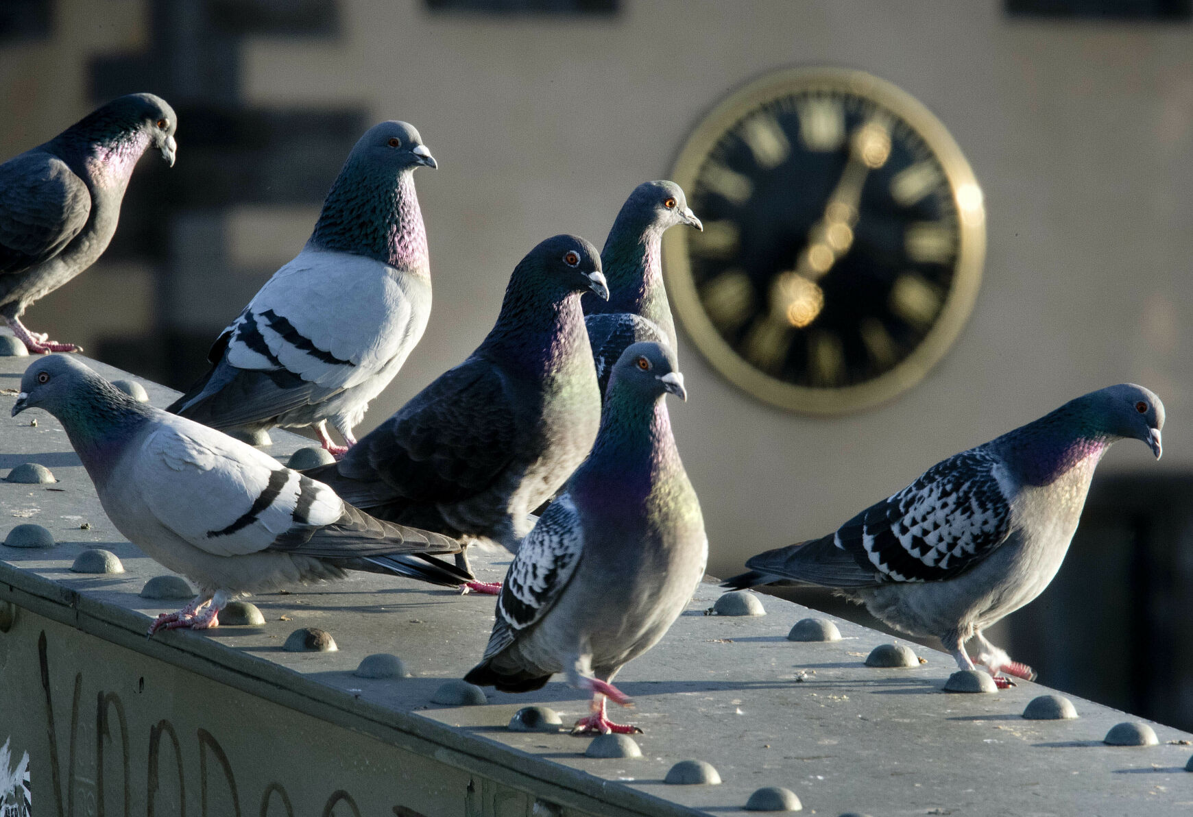 Pigeons