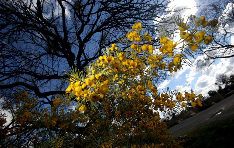 Rillito Bend Neighborhood garden tour