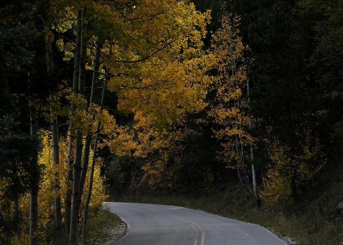 Fall colors on Mount Lemmon