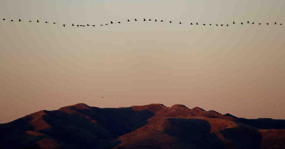 Sandhill cranes in Arizona