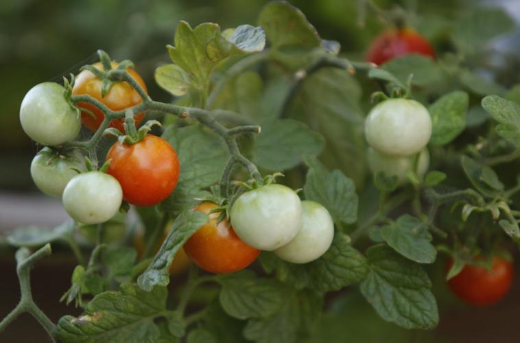 All-America Selections garden