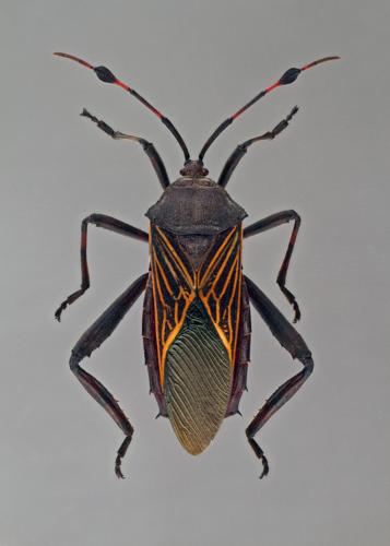 Mesquite Bug