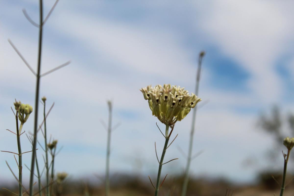 ASCLEPIAS SUBULATA Desert Milkweed