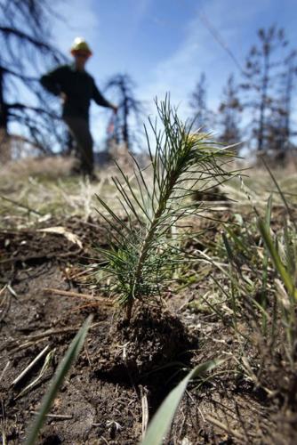 Trees not taking hold in burn area    