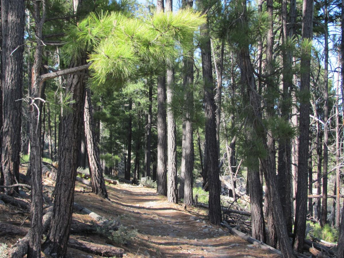 Box Camp Trail gives hikers varied terrain Entertainment