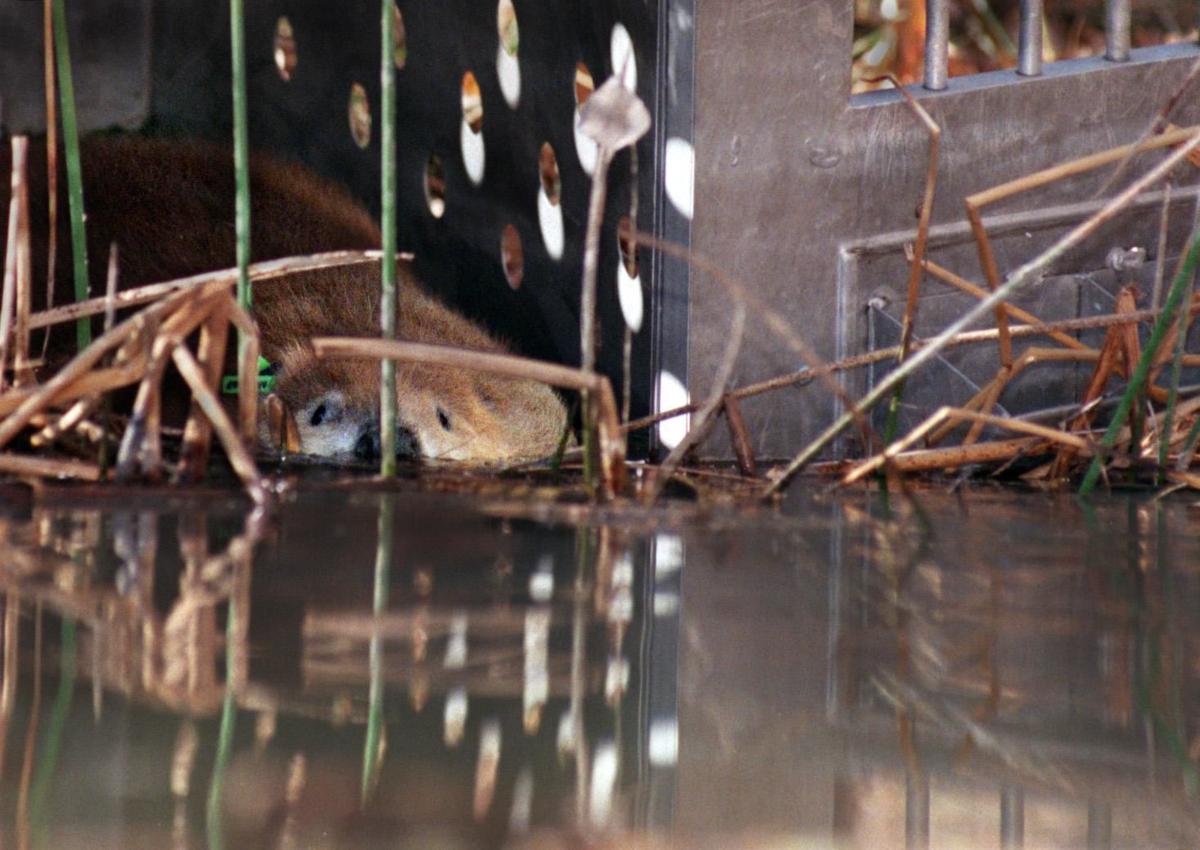 Beaver reintroduction