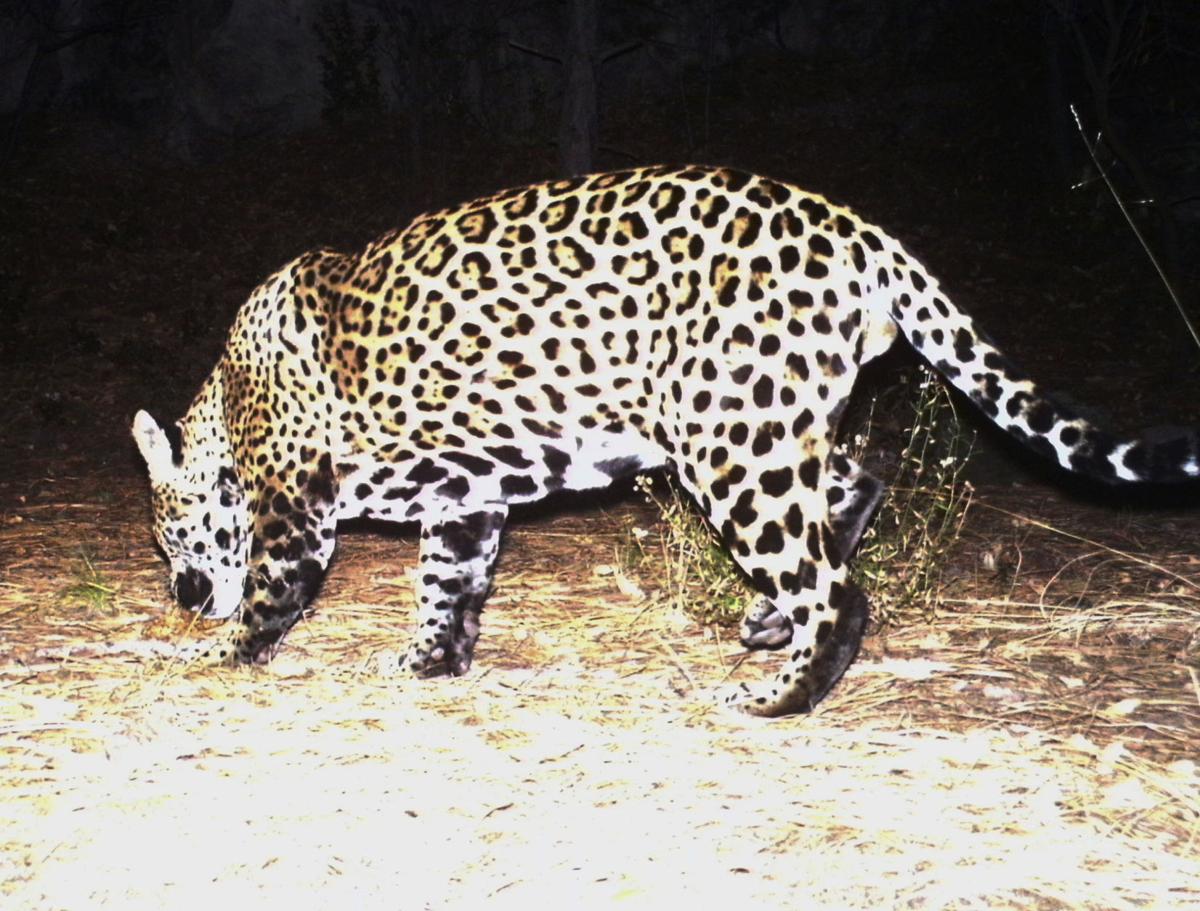 Lion Hunter Trapped Jaguar That Was Killed Mexican Rancher Was