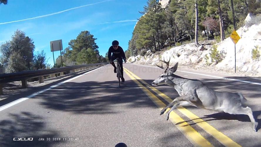 Deer darts in front of cyclist