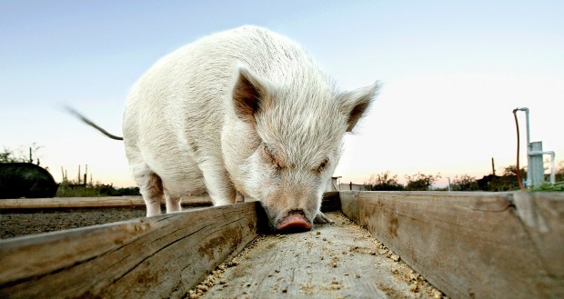 For the love of pigs   