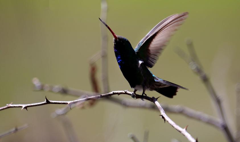 Patagonia-Sonoita Creek Preserve