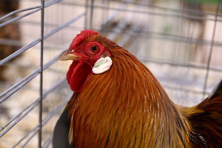 Pima County Fair's poultry show