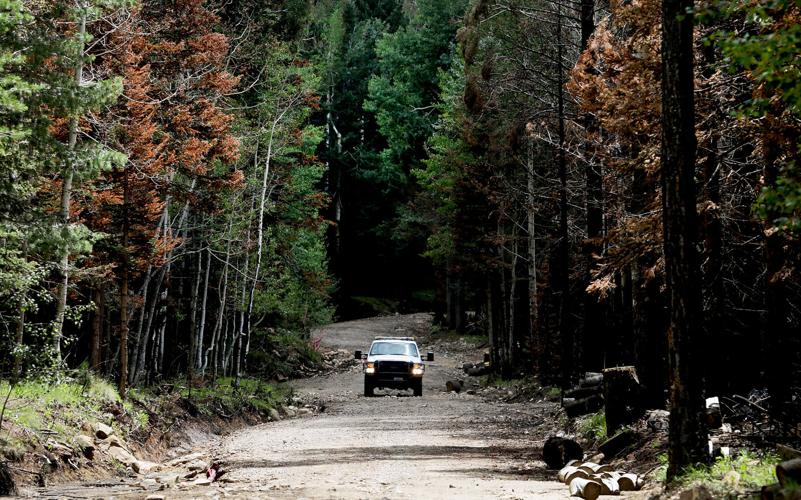 Frye Fire recovery on Mt. Graham