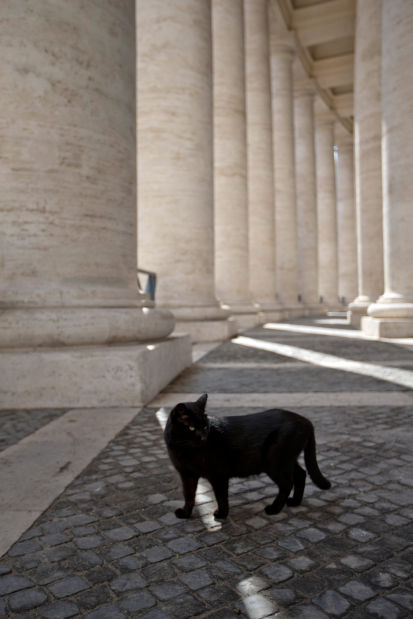 Animal shots of the week