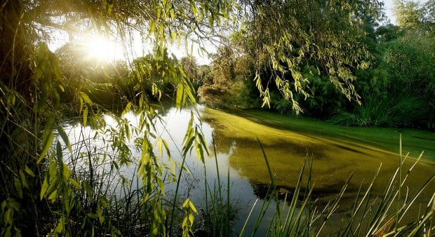 There's sheen of good, even with 'pond scum'   