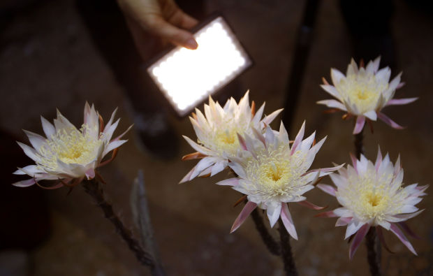 Night-blooming cereus