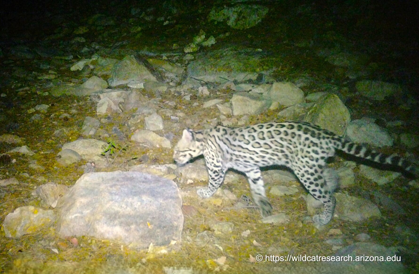 Seeing spots: 2025 ends with new footage of endangered ocelots in Arizona
