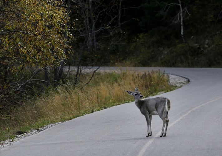 Fall colors on Mount Lemmon