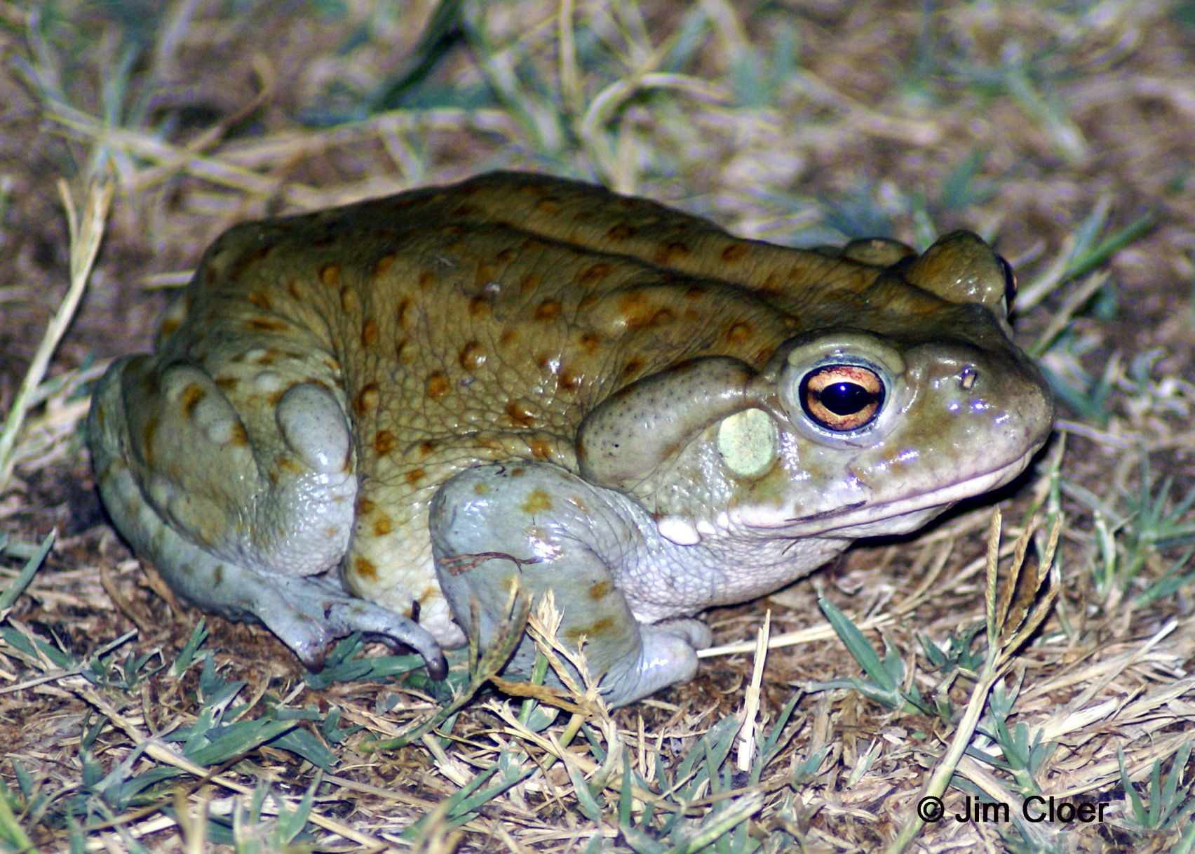 Sonoran-Desert-Toad.JPG