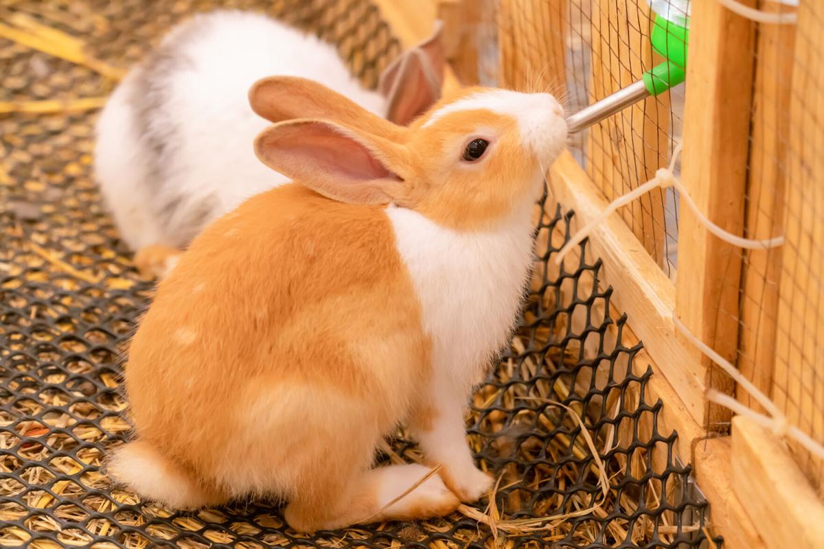 Rabbit owners in Tucson urged to vaccinate against deadly virus