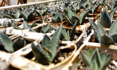 Agaves