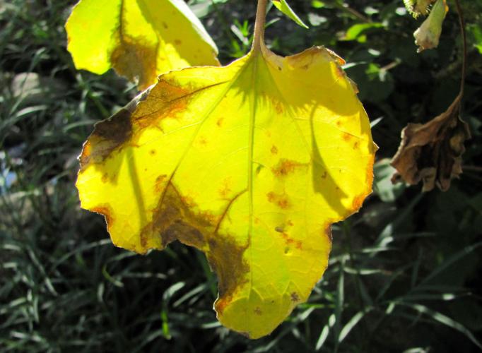 Yellow leaf