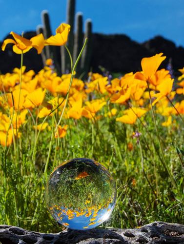 Mark-Quinn-Poppies-in-Crystal-ball.jpg