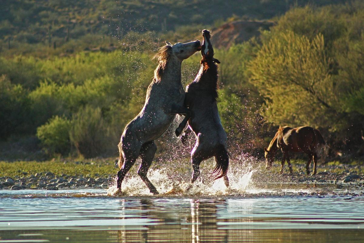2017 Adventures in Nature photography contest
