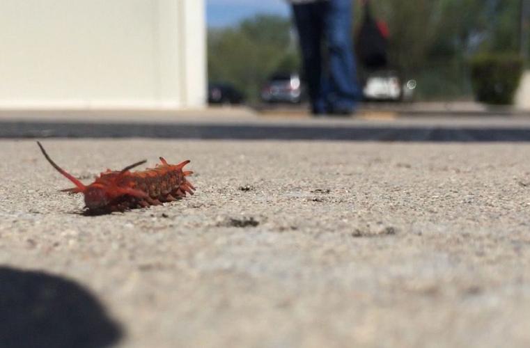 Readers' amazing insects