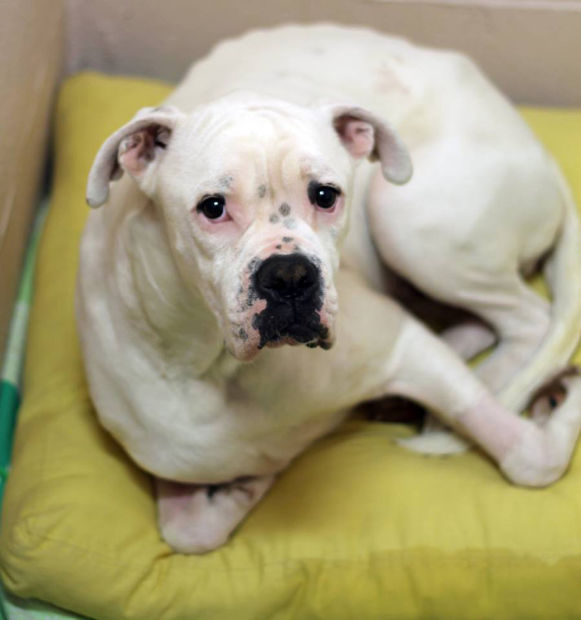 Pet adoptions