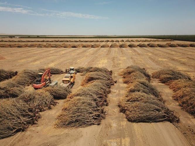 California almond groves
