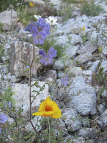Springtime brings out colors of wildflowers    