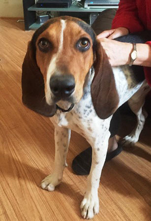 Adopt A Friend: Hank