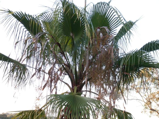 Concerns about Mexican palm