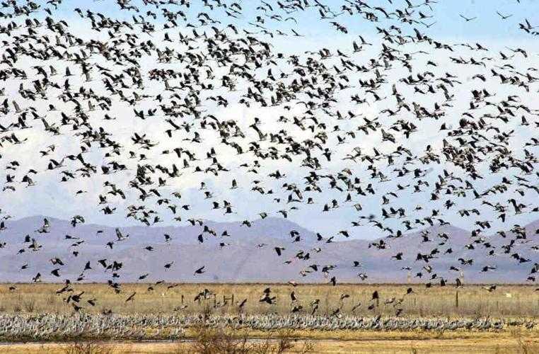 Sandhill cranes in Arizona