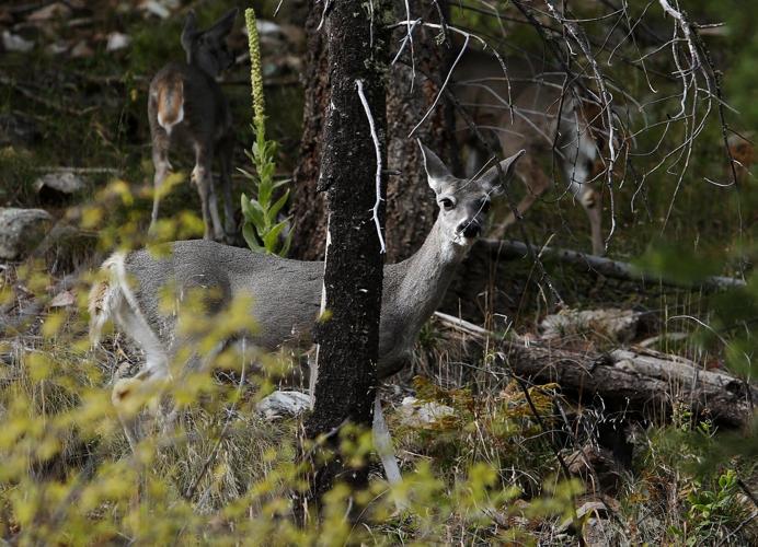 Fall colors on Mount Lemmon