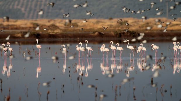 Animal shots of the week
