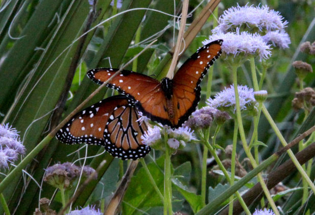 Sue Feyrer and butterflies