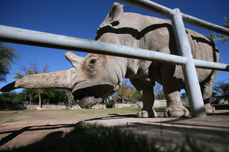 Reid Park Zoo rhino