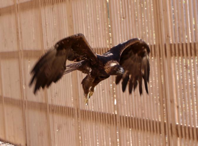 New study shows nearly half of bald eagles affected by chronic lead poisoning