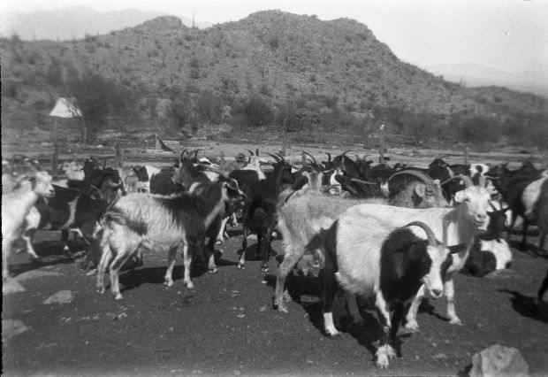 Dugat goat ranch